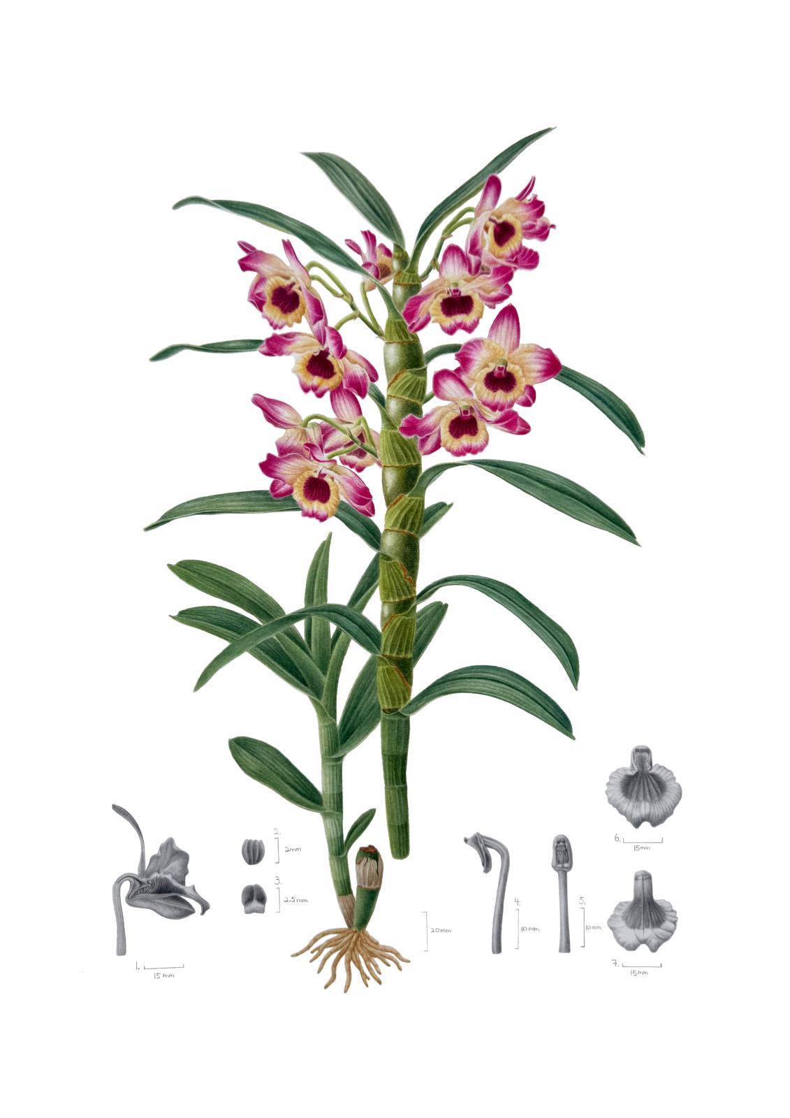 Dendrobium nobile